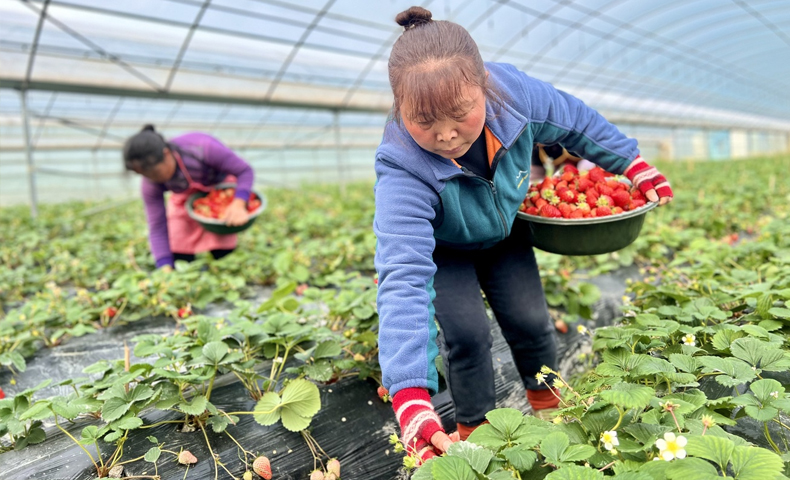 种植生态草莓  助力农户增收