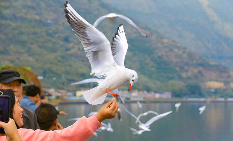 汉源湖又迎“老朋友”红嘴鸥